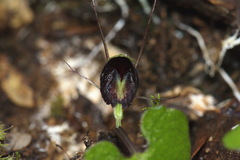 Corybas trilobus