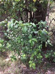 Frangula betulifolia