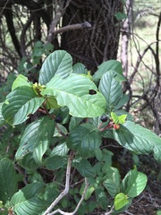 Frangula betulifolia