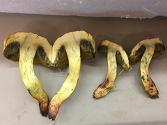 Boletus holoxanthus