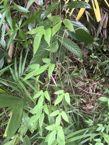 Momordica cochinchinensis iNat (1)