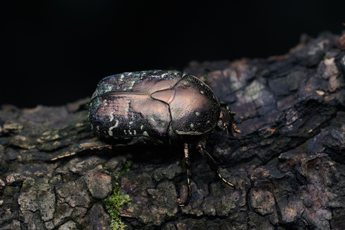 Oriental Flower Beetle