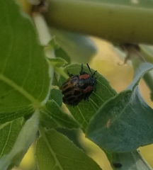 Chrysomela confluens