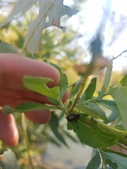 Chrysomela confluens