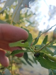 Chrysomela confluens