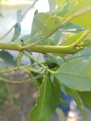 Chrysomela confluens