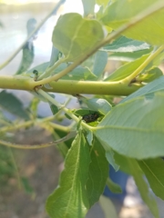 Chrysomela confluens