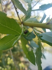 Chrysomela confluens