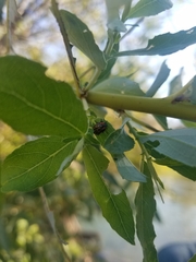 Chrysomela confluens