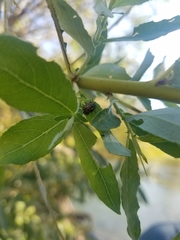 Chrysomela confluens