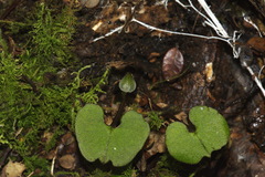 Corybas trilobus