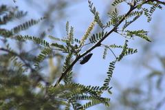 Hippomelas sphenicus