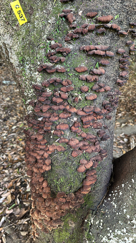 Daedaleopsis tricolor