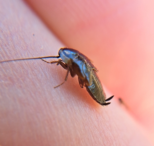 Forest Cockroach, 3708 ZR Zeist, Netherlands, photo 10 of 10