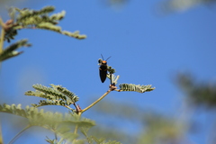 Hippomelas sphenicus