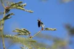 Hippomelas sphenicus