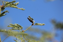 Hippomelas sphenicus