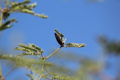 Hippomelas sphenicus