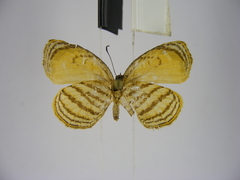Liptena undina