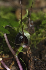 Corybas trilobus