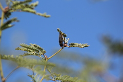 Hippomelas sphenicus