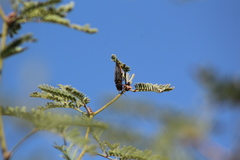 Hippomelas sphenicus