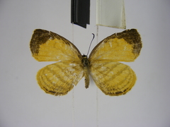 Liptena undina