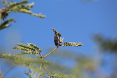 Hippomelas sphenicus