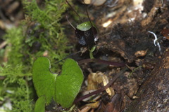 Corybas trilobus