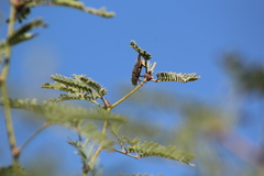 Hippomelas sphenicus