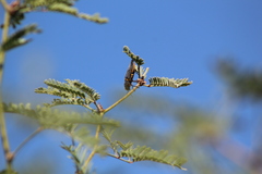 Hippomelas sphenicus