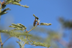 Hippomelas sphenicus