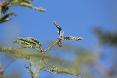 Hippomelas sphenicus