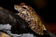 Pseudophilautus mittermeieri