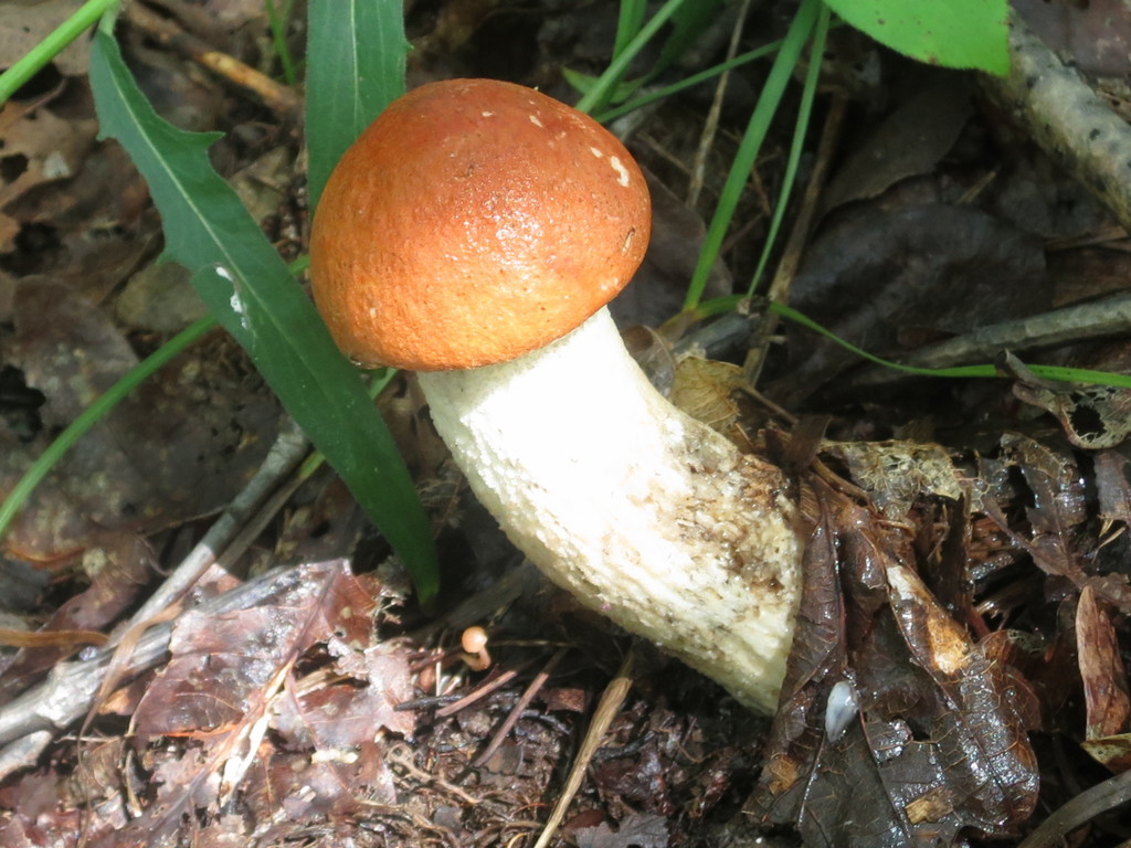 Leccinum leucopodium