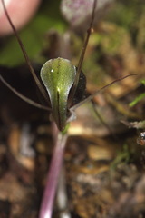 Corybas trilobus