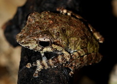 Pseudophilautus mittermeieri