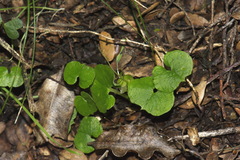 Corybas trilobus