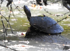 Trachemys venusta cataspila