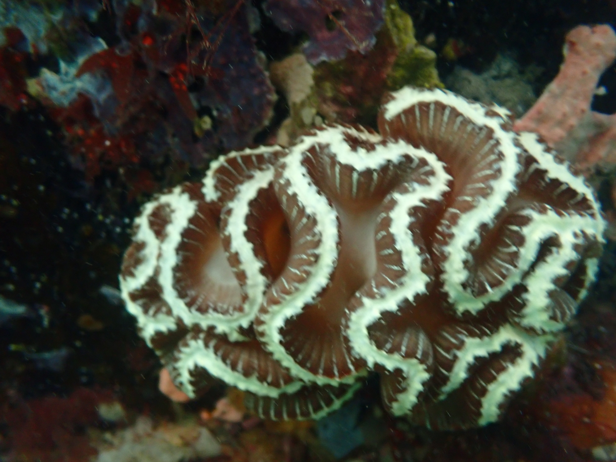 Sycozoa cerebriformis (Quoy & Gaimard, 1834)