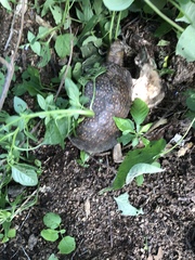 Terrapene nelsoni klauberi