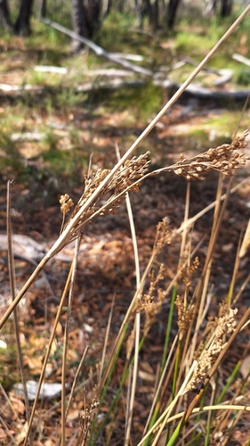 Image of Juncus pallidus by no rights reserved