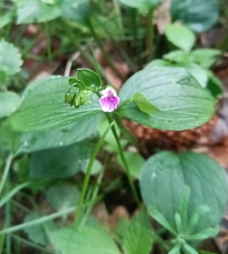 Petrolia Pink Springbeauty