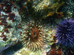 Urticina clandestina