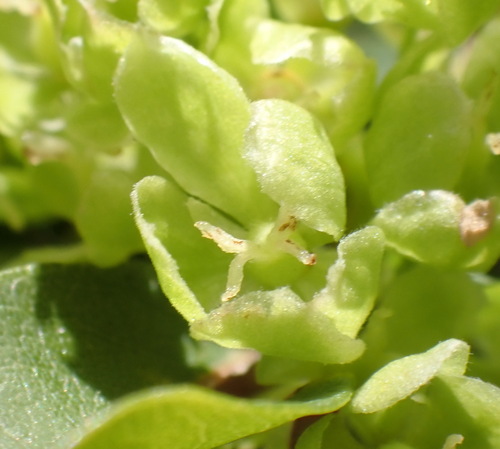 Rock Coalwood (Lachnostylis bilocularis)