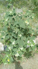 Sida cordifolia