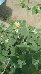 Sida cordifolia