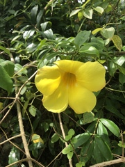 Allamanda