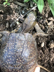 Terrapene nelsoni klauberi
