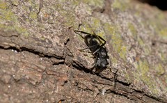 Polyrhachis phryne
